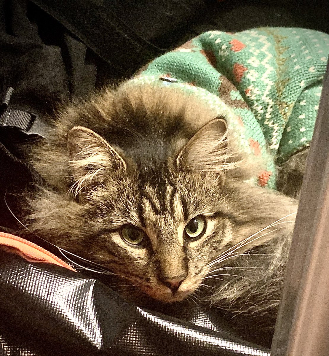 GeoffRedknap's tweet photo. Getting cold out. Went sweater shopping today. #Caturday #CatsOfTwitter #cats #Gully #catsinsweaters https://t.co/ieXoASZd60
