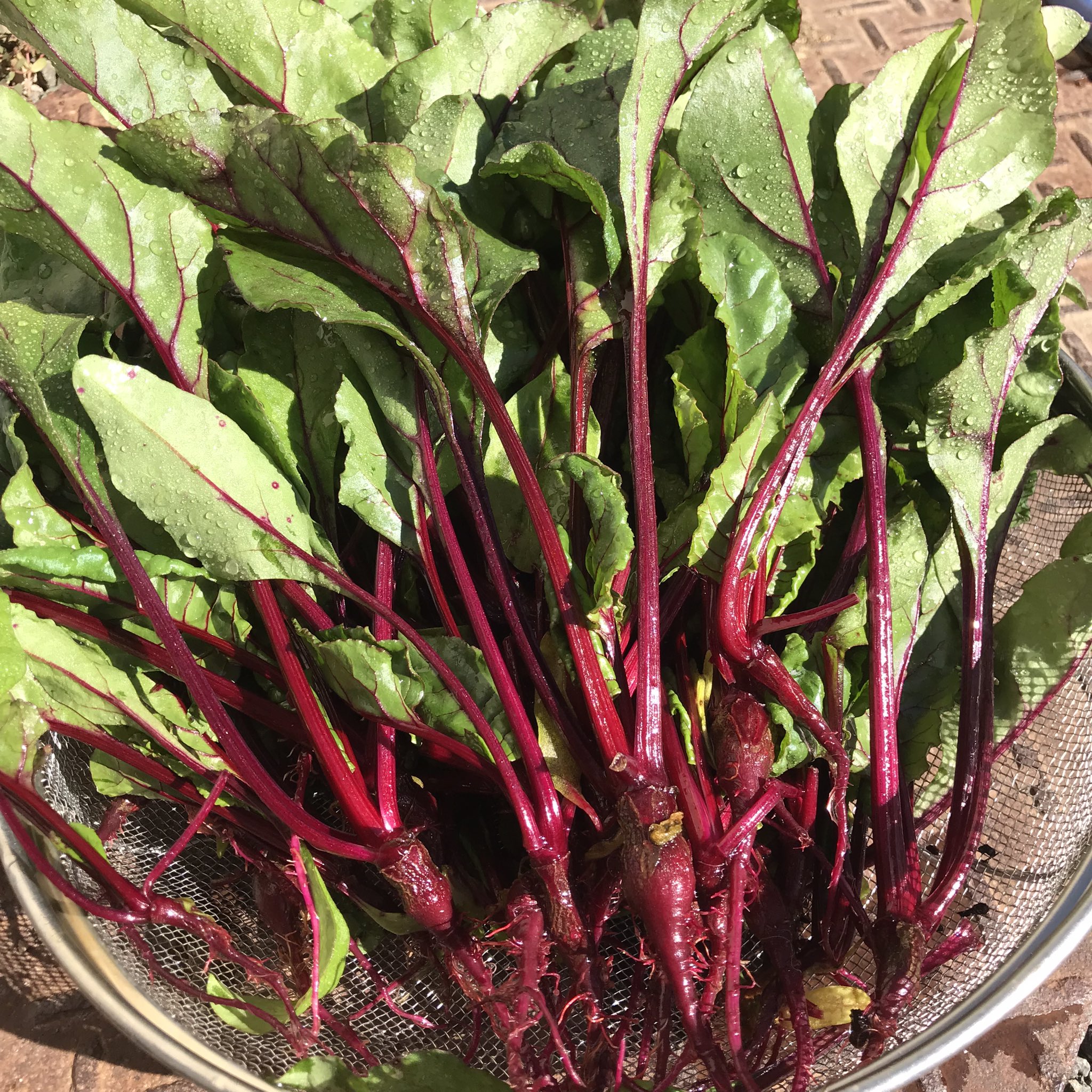 レッドビーツ Twitter Search Twitter