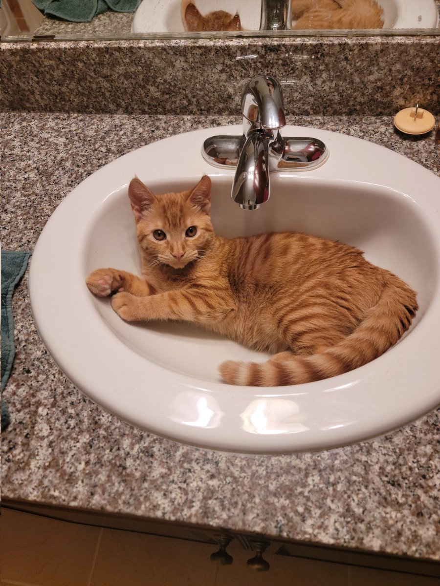 Colossalbreaks's tweet photo. Trying to get ready for bed here bud. #cat https://t.co/HXTXXxX2U2