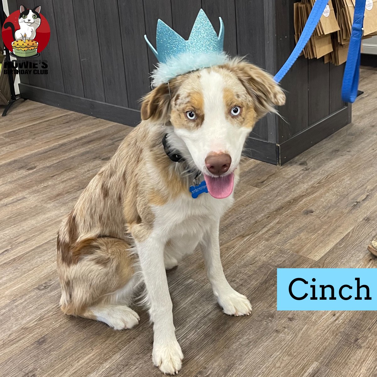 buschpetproduct's tweet photo. Happy Birthday Cinch!
🎂
#happybirthday #cinch #birthdayboy #howiesbirthdayclub #dogsincrowns  #happybirthday #aussie #aussielife #aussielover #dog #dogs #dogsofinstagram #instadog #dogstagram #dogsofmissouri #dogsofsemo #capegirardeau #doglife #dogday #dogsarethebest https://t.co/4Ds9qyBawx