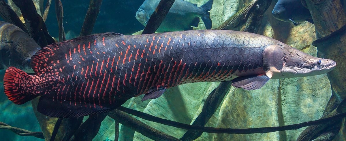 OGHORRORHOG's tweet photo. best fish ever https://t.co/taa0EIipoE