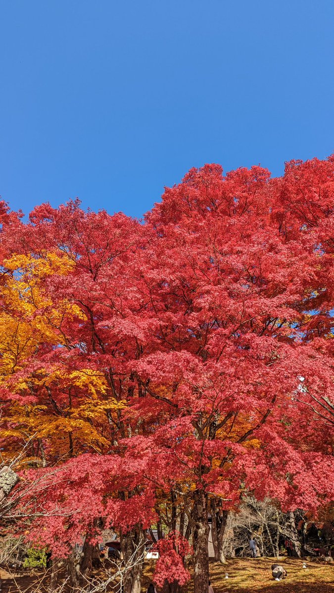 Vyrn_3apple's tweet photo. 紅葉きれい(*´ ˘ `*)♡ https://t.co/RxPKqetk7X