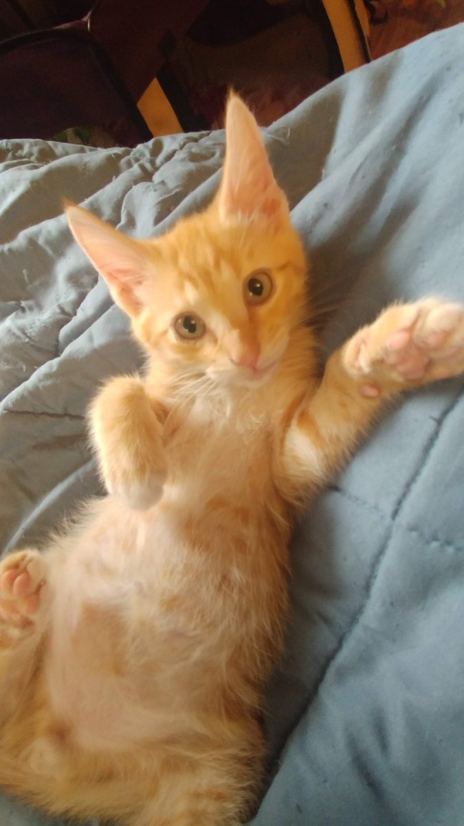 abbyandhercat's tweet photo. @JortsTheCat Hi Jorts! I look like you! I am a foster kitten from Oregon. My name is Cheeto, but my fosters call me Jorts, Jr. https://t.co/q4bvJQTQiz