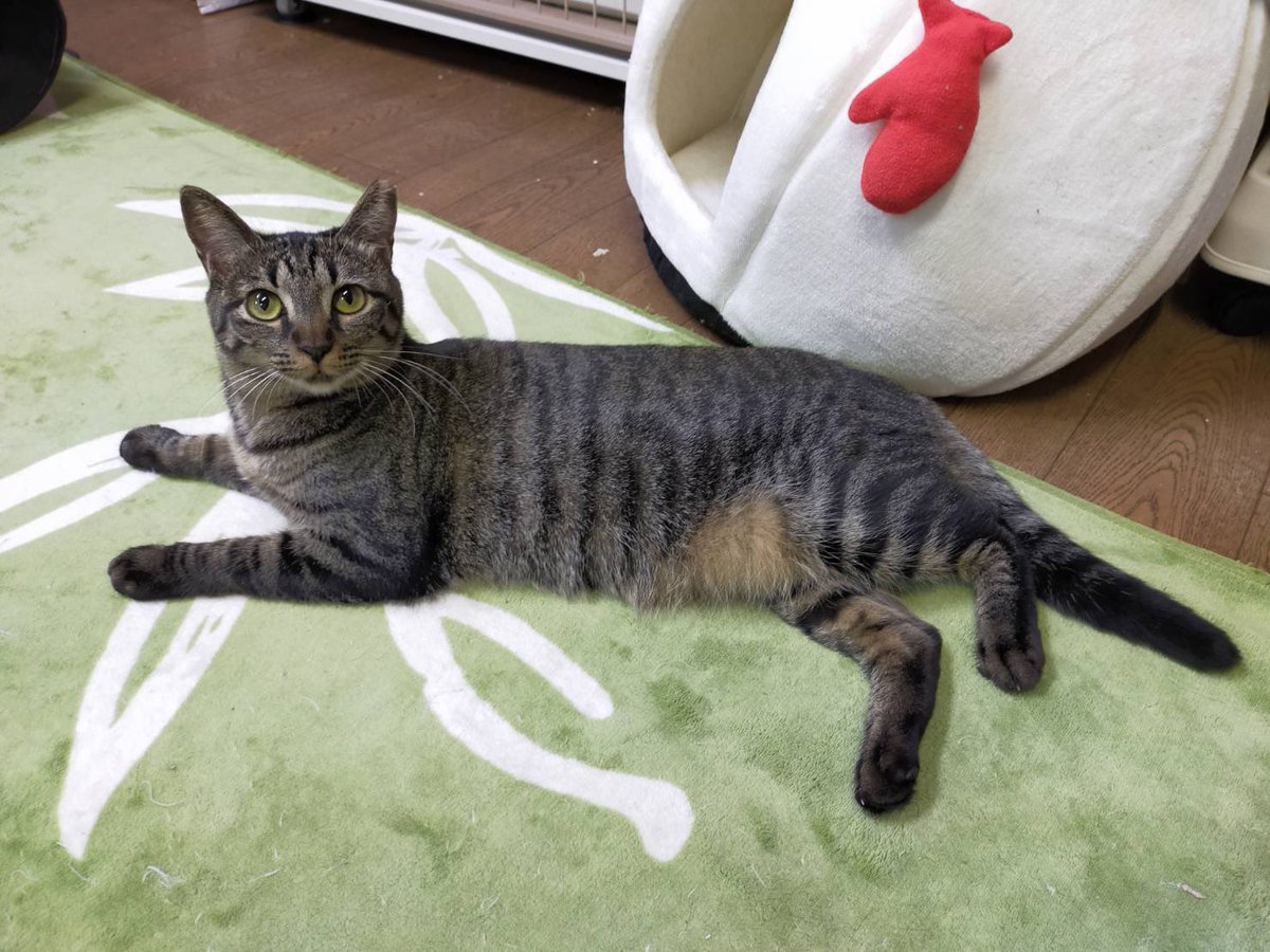 Misa Misa5cats Twitter