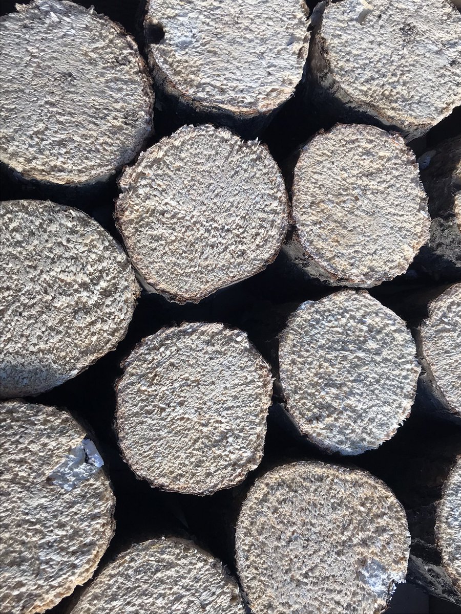 超貴重 野外採集品 オオクワガタペア ♂60.0㎜ 宮城県産地 昆虫標本