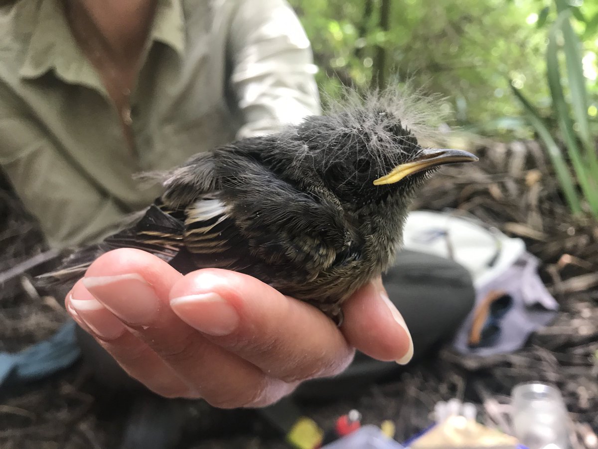 It’s banding time! The first two #hihi chicks of the season have received their unique colour combinations today. #monitoring #conservation