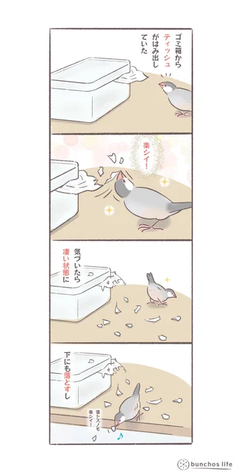 ティッシュで遊ぶの楽しいよね
#文鳥 
#bunchoslife 
#4コマ漫画 