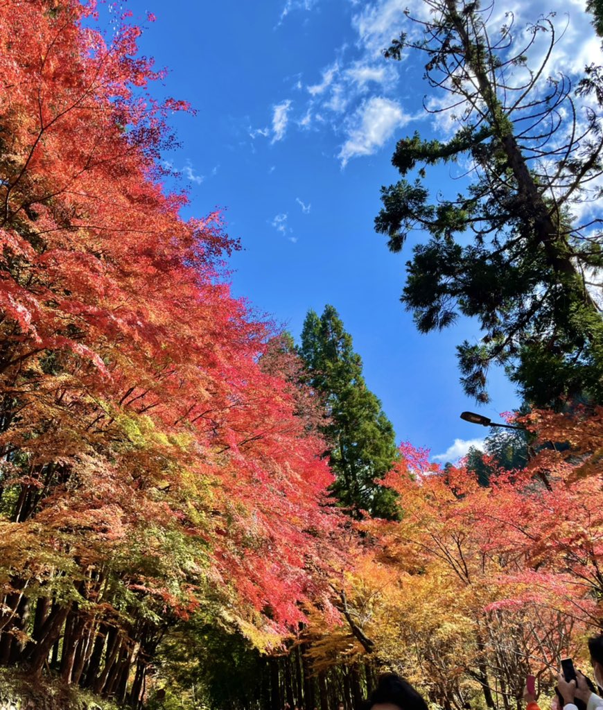 kumiko_omori's tweet photo. 奥津渓🍁

#羽川英樹ハッスル
#ラジ関
#みまさかハッスル https://t.co/jnXQOaOL9I