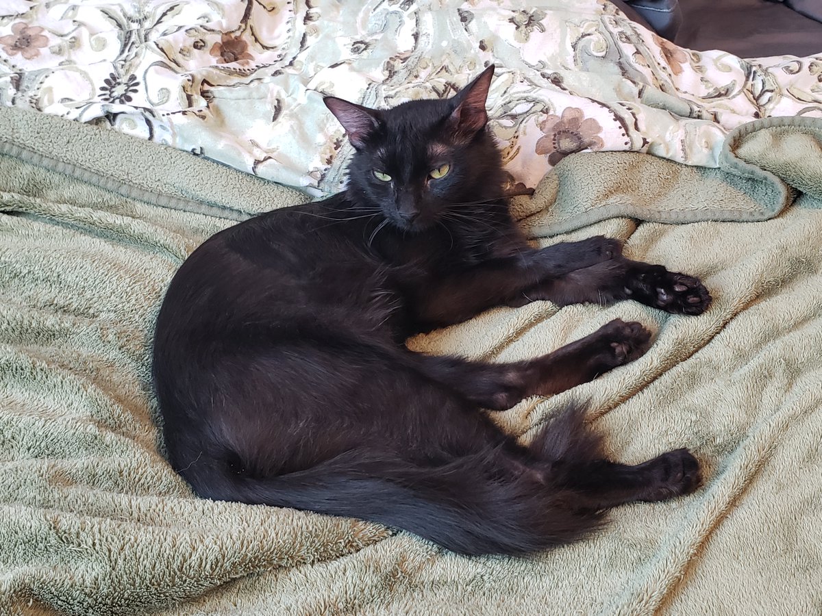 HeadlessGnomes's tweet photo. Meet our newest fluff, Cocoa! She's another sassy black cat who knows how to get what she wants. And she wants to see us cross $3k! (soooo close!)
Help her wish come true by backing here: https://t.co/JhDotHuNbI

#kickstarter #comics #fangsandfoulplay https://t.co/cjsmJRRQMD