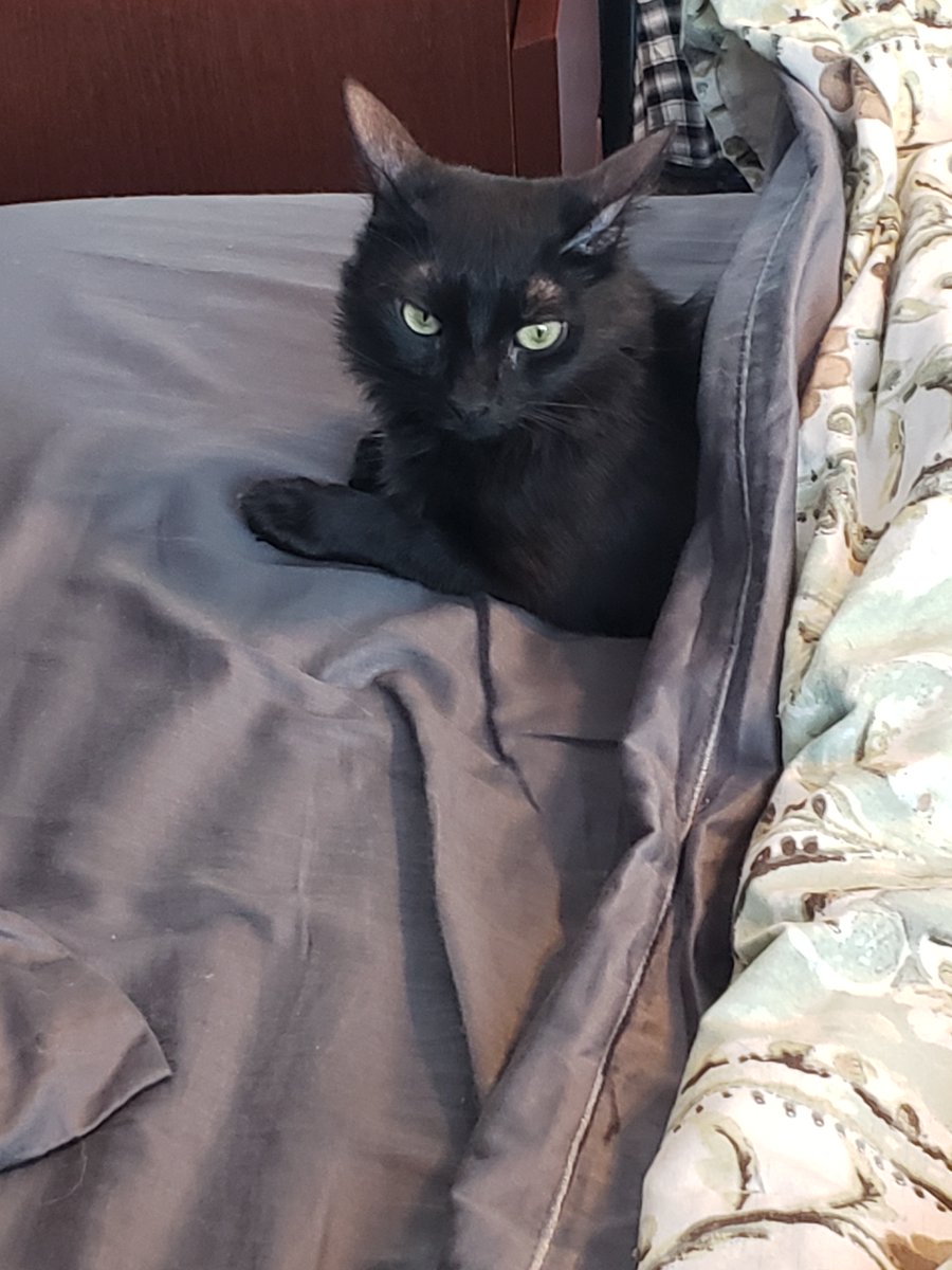HeadlessGnomes's tweet photo. Meet our newest fluff, Cocoa! She's another sassy black cat who knows how to get what she wants. And she wants to see us cross $3k! (soooo close!)
Help her wish come true by backing here: https://t.co/JhDotHuNbI

#kickstarter #comics #fangsandfoulplay https://t.co/cjsmJRRQMD