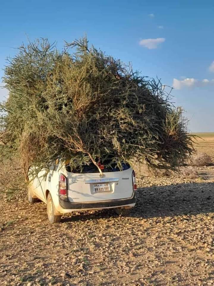 mohaeveryday's tweet photo. As we somalis we are problem we can also be the solution. This year is 2022 we are near 2023 it very sad to see deforestation continue in 🇸🇴 where every four years hits the worst drought that affects the human and their livestock. https://t.co/L8bSGL0C33