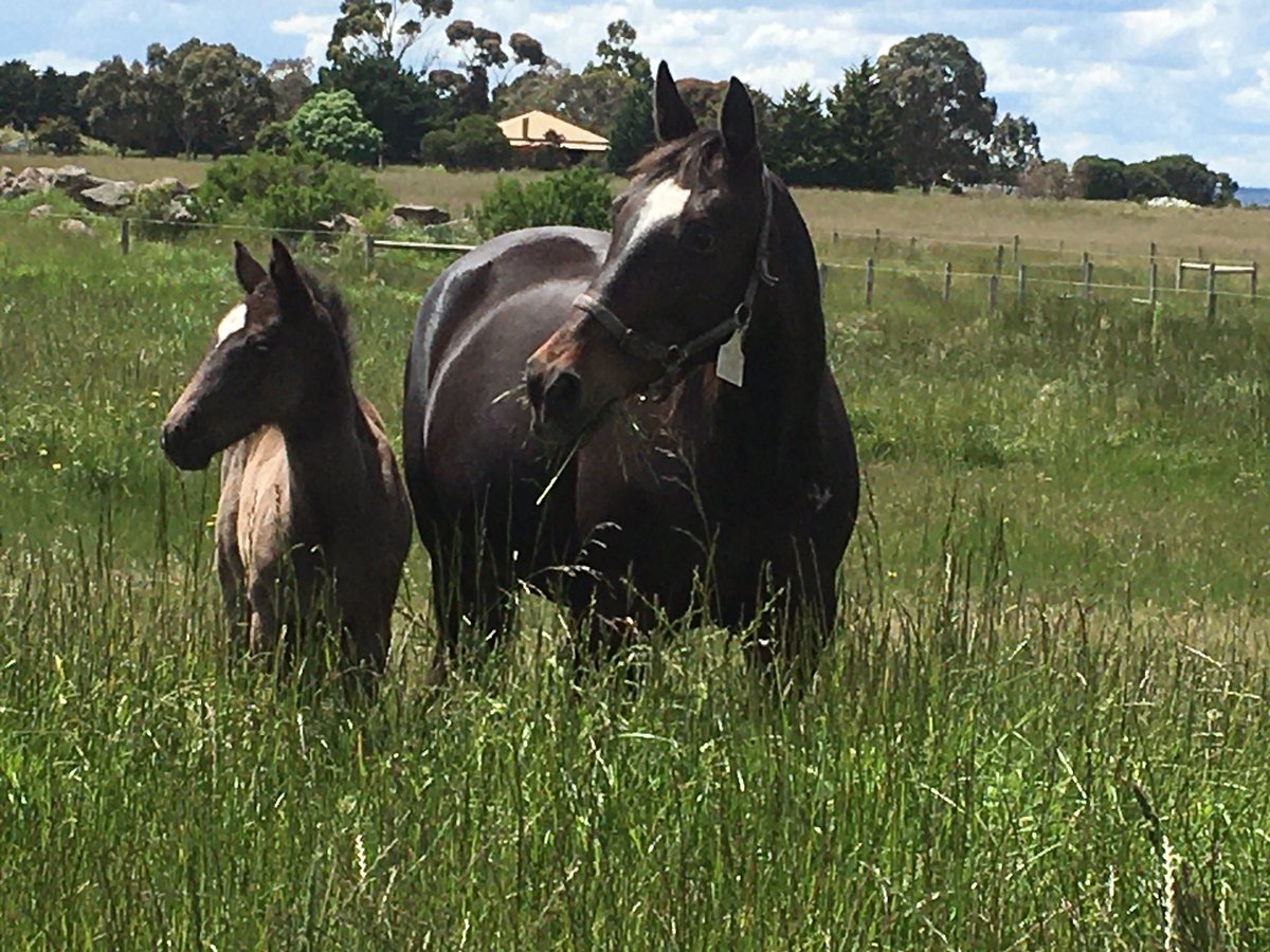 hurlzwithcurlz's tweet photo. Look over there! #SierraGem with her #TheStormInside colt happy to move into a new paddock today. There is an upside to so much rain! #GrassEverywhere https://t.co/hWmBzFrGG8