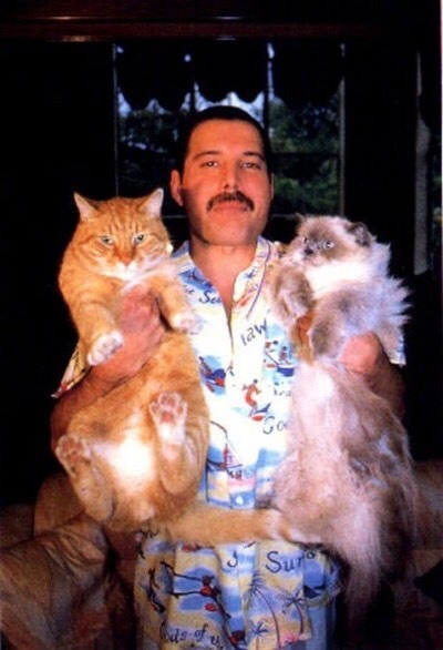 crockpics's tweet photo. Freddie Mercury and his cats, 1980s https://t.co/zRacuYAeg2