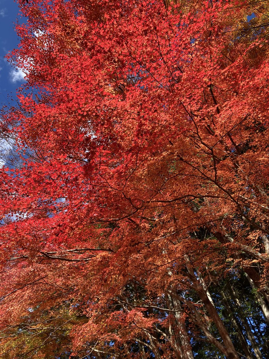 0LGAcpXHuRwgfvO's tweet photo. 私のハートのように燃えてます
ᐠ( ᐢ ᵕ ᐢ )ᐟ

 #みまさかハッスル
 #紅葉もいいけど新緑もmottoいいって観光ガイドさんが言ってたよ
 #お腹すいてきた
 #紅葉より団子 https://t.co/48oec95VO5