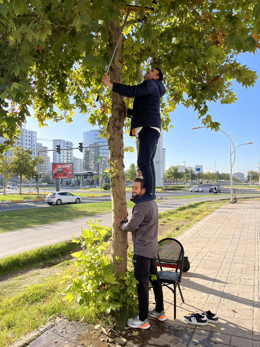 JGndz's tweet photo. @diyarbakirbld @dbakirvalilik 75'te Starbucks önü ağaçta 3 gündür kedi var indiremedik yardımlarınızı bekleriyoruz https://t.co/w1z8dpHTdT