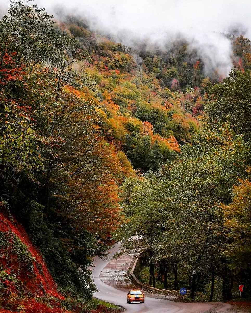 Mnik45Nik's tweet image. بعضی چیـزها را بایـد هر روز زنده‌اش کنی، تا خودت زندگی کنی. عشـق را، دوست داشتن را، اُمید را، زندگی را …
روزتون به مهر ، گیلان جان ، جنگل هیرکانی 
(عکس از _tabiat_gilan)