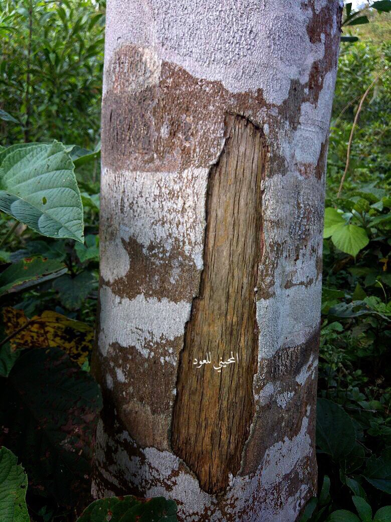 جرحت قلبي ثم جازيت بصدود
واليوم راجع ويش عادك تبي به 
لا تحسبن قلبي مثل شجره العود
كل ما عتق جرحه تزايد بطيبه

هاجوس المري