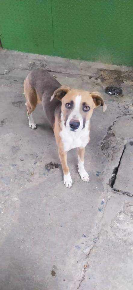 URGE hogar temporal para este pequeño  RT <a href="/volknsoni/">Sonia Volkn</a>:  Perrito en el mercado de mesuca petare, desde el 4 de noviembre, está muy triste... No quiere comer. Es precioso, número  de contacto 04149117670 Elvira. Solo difundo, no está en resguardo