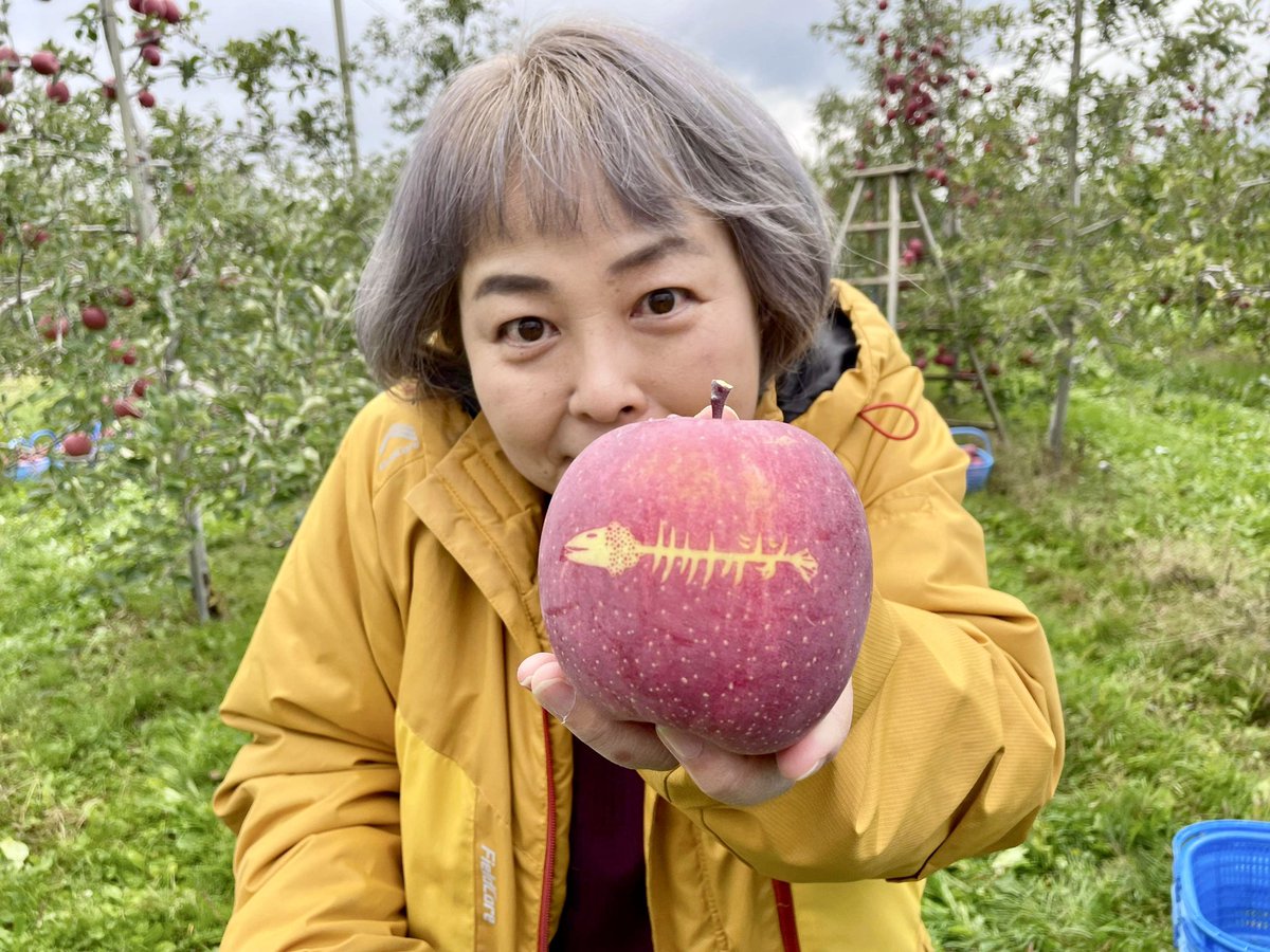 KASACO2010's tweet image. サカナクションと言えば⇨
Macintosh MacBook⇨
MacというえばAppleマーク⇨
アップル🍎と言えば青森⇨
青森と言えばりんご🍎⇨
…というコトで

『サカナクションりんご』
2022年度版✨完成です！

#sakanaction 
#サカナクション 
#山口一郎 
#青森県ふじさきまち地域おこし協力隊かさこ
#青森