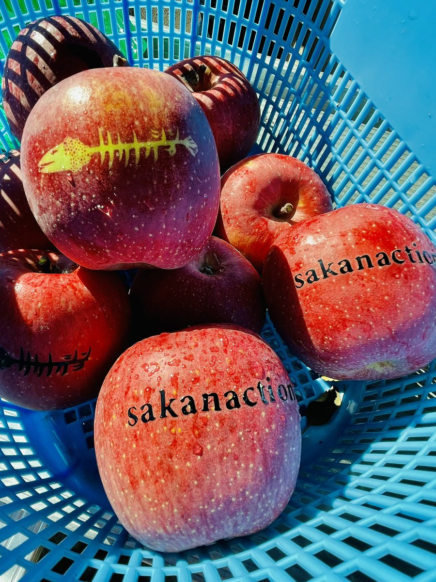 KASACO2010's tweet image. サカナクションと言えば⇨
Macintosh MacBook⇨
MacというえばAppleマーク⇨
アップル🍎と言えば青森⇨
青森と言えばりんご🍎⇨
…というコトで

『サカナクションりんご』
2022年度版✨完成です！

#sakanaction 
#サカナクション 
#山口一郎 
#青森県ふじさきまち地域おこし協力隊かさこ
#青森