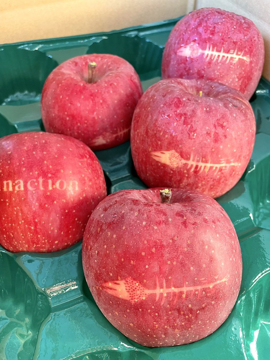 KASACO2010's tweet image. サカナクションと言えば⇨
Macintosh MacBook⇨
MacというえばAppleマーク⇨
アップル🍎と言えば青森⇨
青森と言えばりんご🍎⇨
…というコトで

『サカナクションりんご』
2022年度版✨完成です！

#sakanaction 
#サカナクション 
#山口一郎 
#青森県ふじさきまち地域おこし協力隊かさこ
#青森