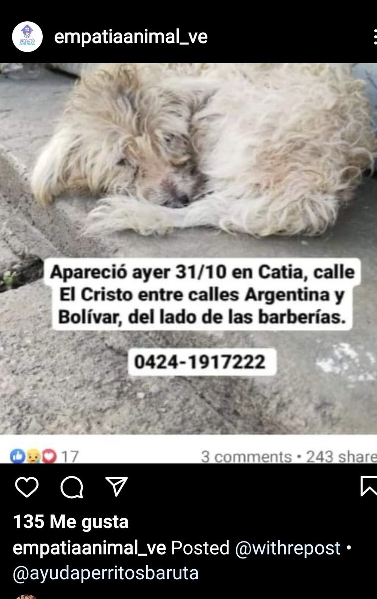 Vía Instagram/Atención #Caracas #Catia Este angelito se presume extraviado. Infinitas gracias por difundir. Es probable que su familia humana lo esté buscando. <a href="/PerroUsuario/">PerroUsuario Wof '•'</a>