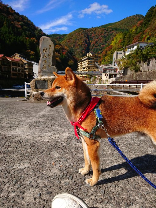 杖立温泉 の評価や評判 感想など みんなの反応を1週間ごとにまとめて紹介 ついラン 杖立温泉 の評価や評判 感想など みんなの反応を1週間ごとにまとめて紹介 ついラン