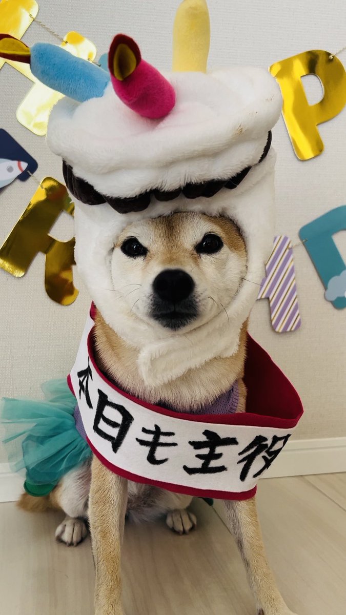 豆柴さんしー/Mameshiba34 (@Kuroshibasango) / Posts / X