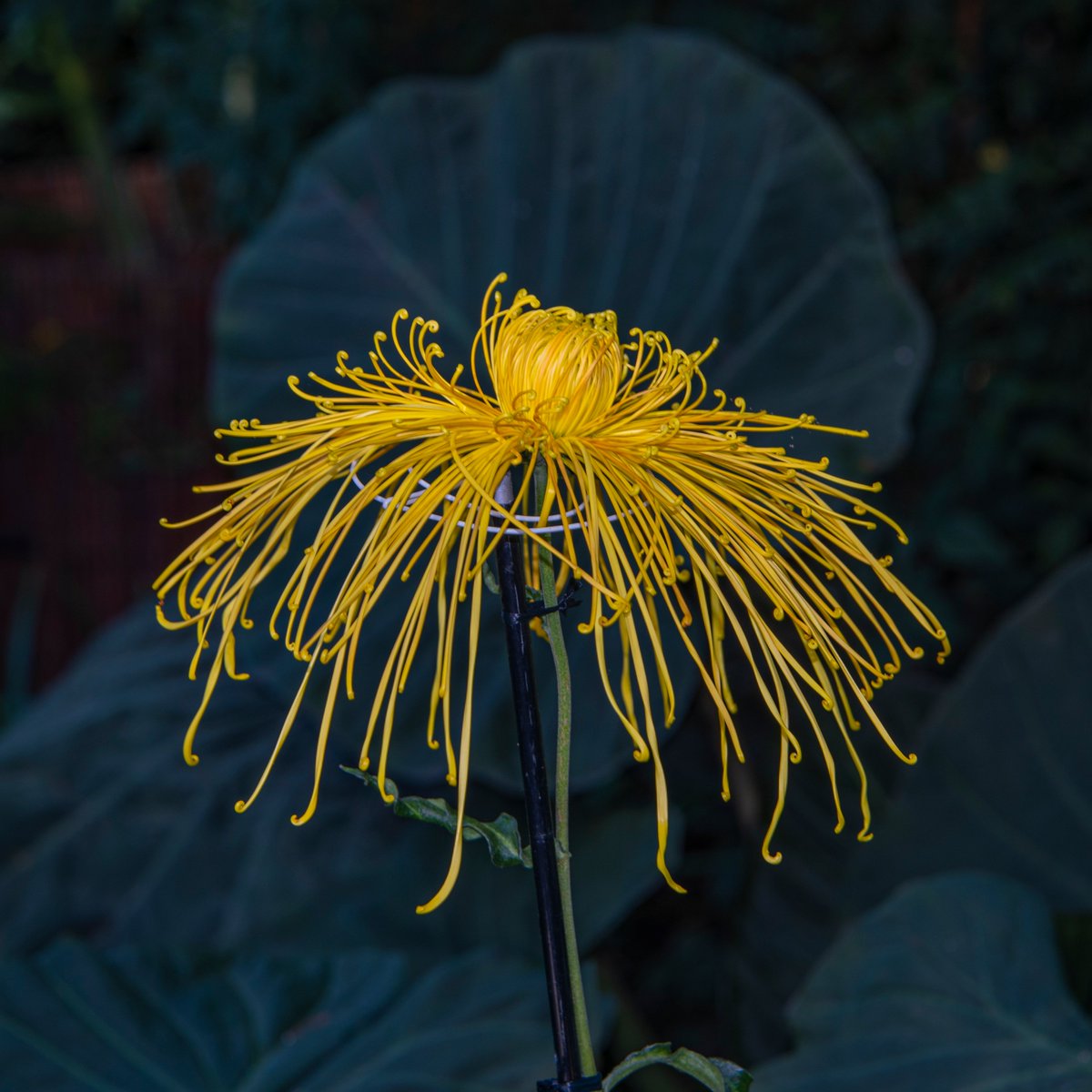 ZAKOOLISA's tweet photo. Mums. #NaturePhotography #beautiful #Flowers #flowerphotography #romance #love #gardening #flowershare #Blossom https://t.co/7UFf67j3rP
