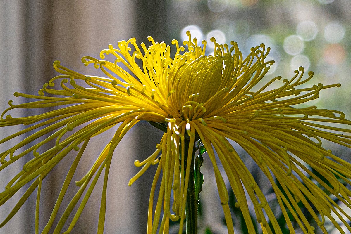 ZAKOOLISA's tweet photo. Mums. #NaturePhotography #beautiful #Flowers #flowerphotography #romance #love #gardening #flowershare #Blossom https://t.co/LpJ1rhHU39