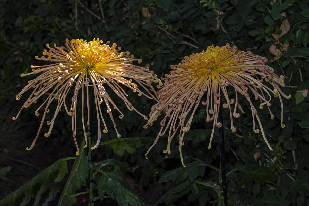 ZAKOOLISA's tweet photo. Mums. #NaturePhotography #beautiful #Flowers #flowerphotography #romance #love #gardening #flowershare #Blossom https://t.co/bTdh3wQyXJ
