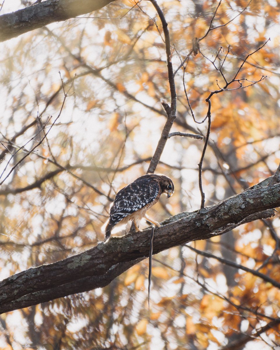 RobShultz's tweet photo. hawk caught a snake https://t.co/6arMhDByko