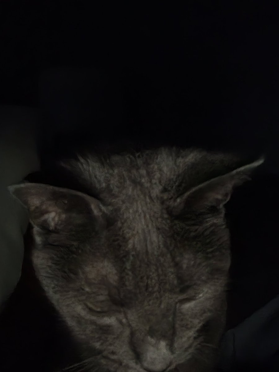 martiegirlie's tweet photo. @ColeTheBlackCat Haha...so true. #Colester over my head in the wee hours of the morning "aka" middle of the night, head butting me. If that doesn't work then he starts yammering. #cats Gotta love them. 🙃 https://t.co/QDlaP300Yy