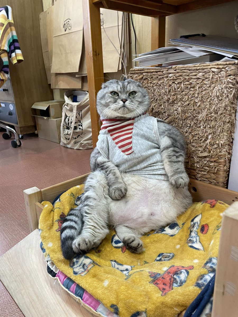 Zakka_ZiRo's tweet photo. ほんとに痩せたんだけど…😹

 #山口県  #下関市  #山口Twitter会  #猫雑貨  #猫店長  #デブ猫  #じろう  #ダイエット続行中  #妹くうこのご飯を盗み食いする日々  #猫  #猫好き  #猫のいる暮らし https://t.co/SzJ3ch4A9r