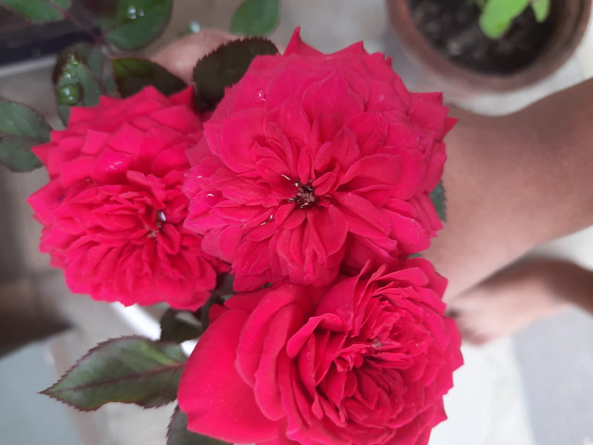 Rose is a beautiful flower as it opens itself✨