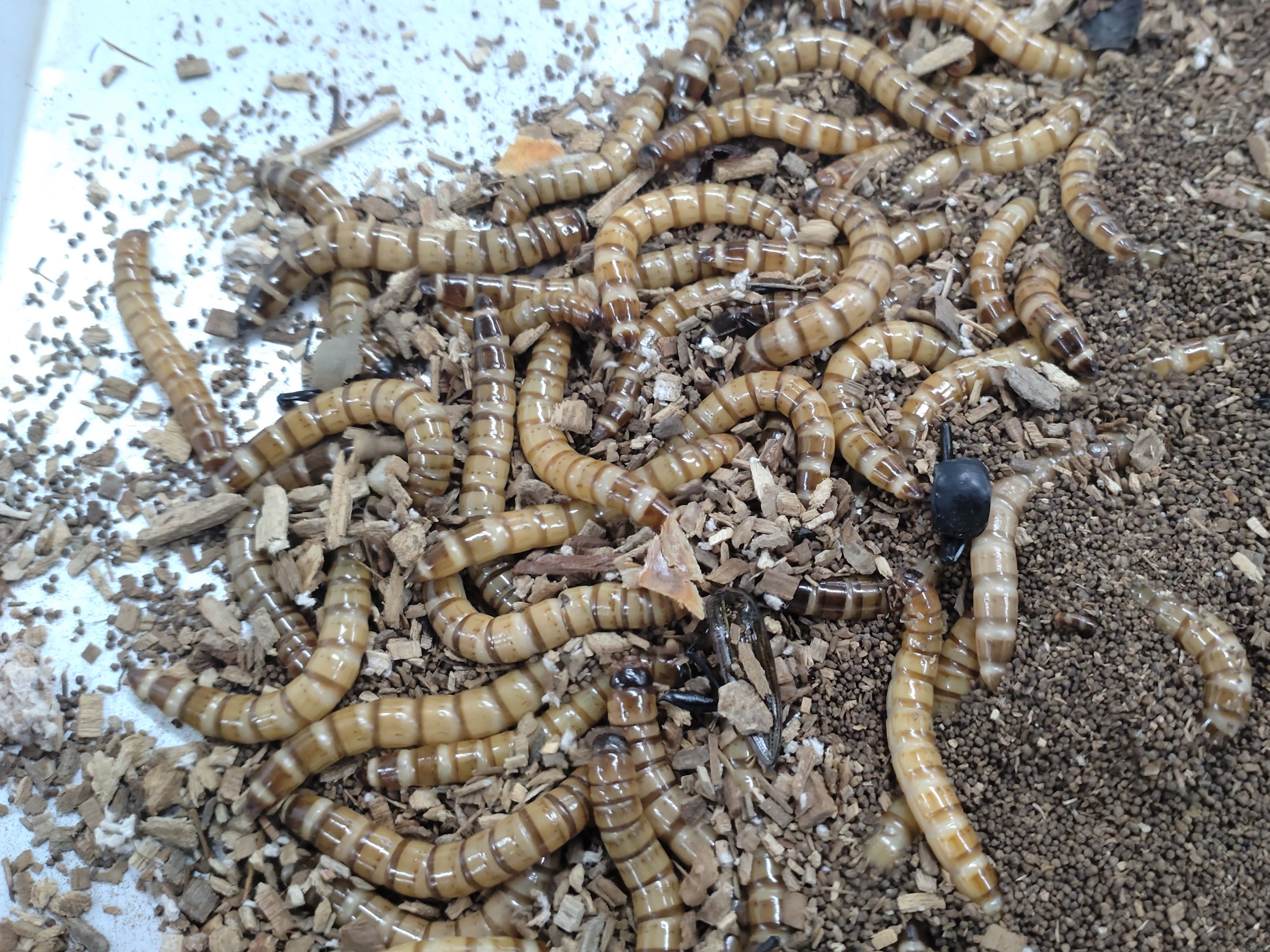 Tweets With Replies By 広島市森林公園こんちゅう館 Hirokon Insect Twitter