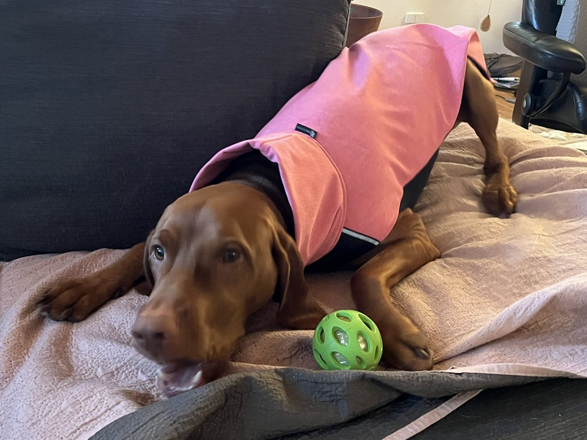 It’s mum’s birfday!  Look what I got!  A crinkle ball!  And a new rain jacket!  #dogs #dogsoftwitter #vizsla