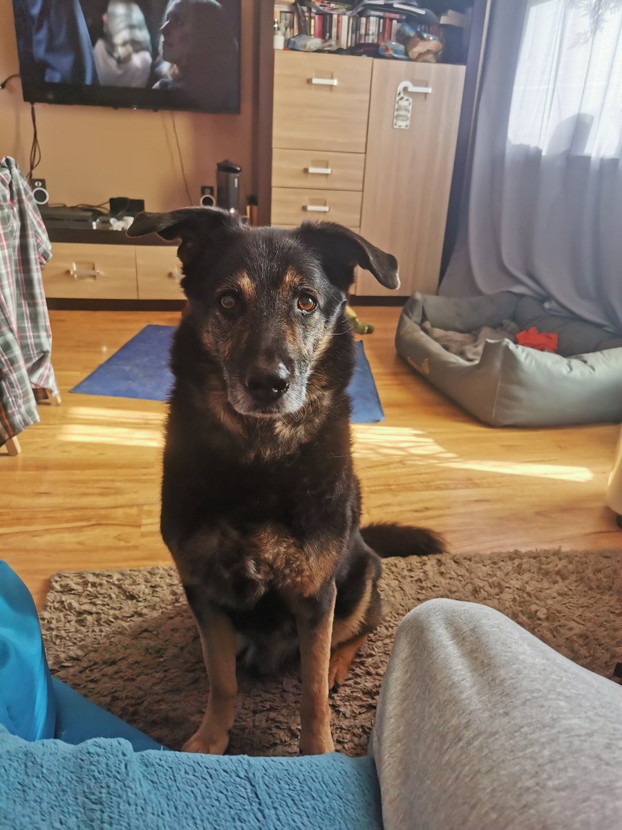 KrisNephilim's tweet photo. On a private note: this goofball
That's it. That's the tweet. #dog #doggo #fluffbutt #DogsofTwittter https://t.co/qef3ObHL8u