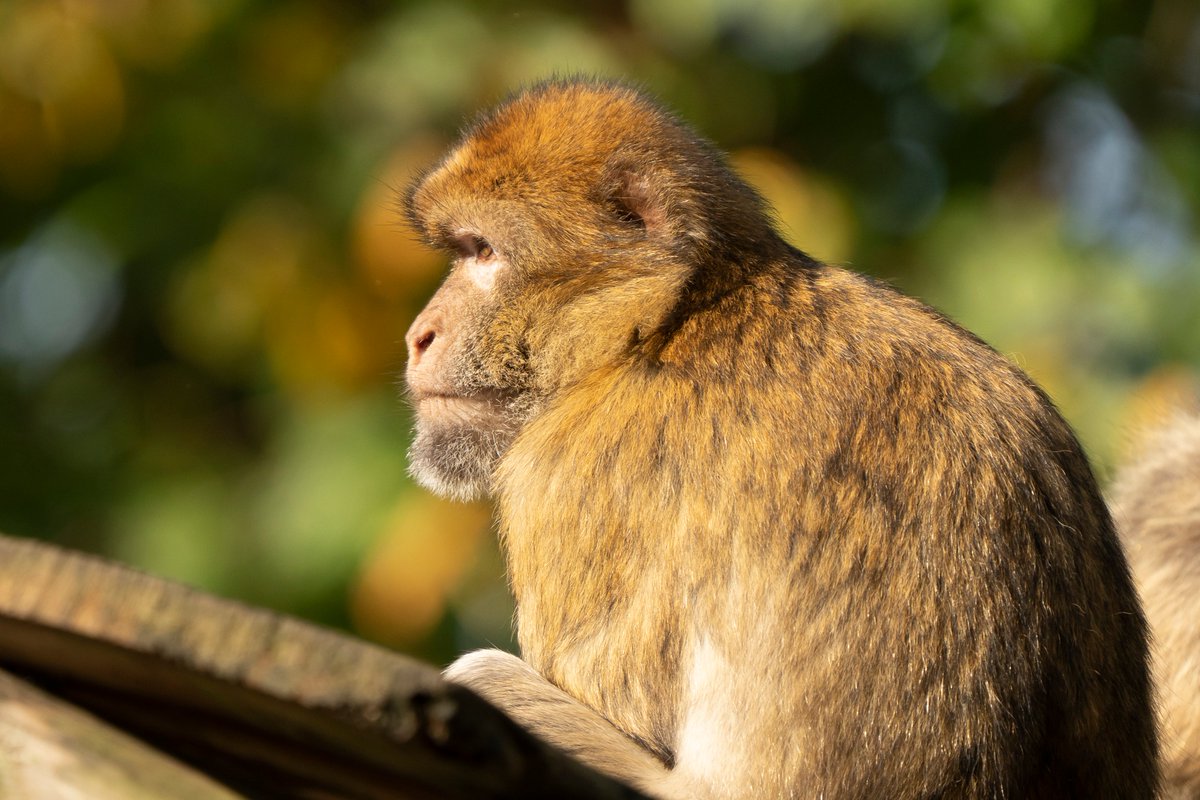 stemharmen's tweet image. Ik doe mee aan een fotowedstrijd, mocht je tijd hebben om te stemmen, graag! Dank 🙏🏻 

fotowedstrijd.ouwehand.nl/nl/wedstrijden…