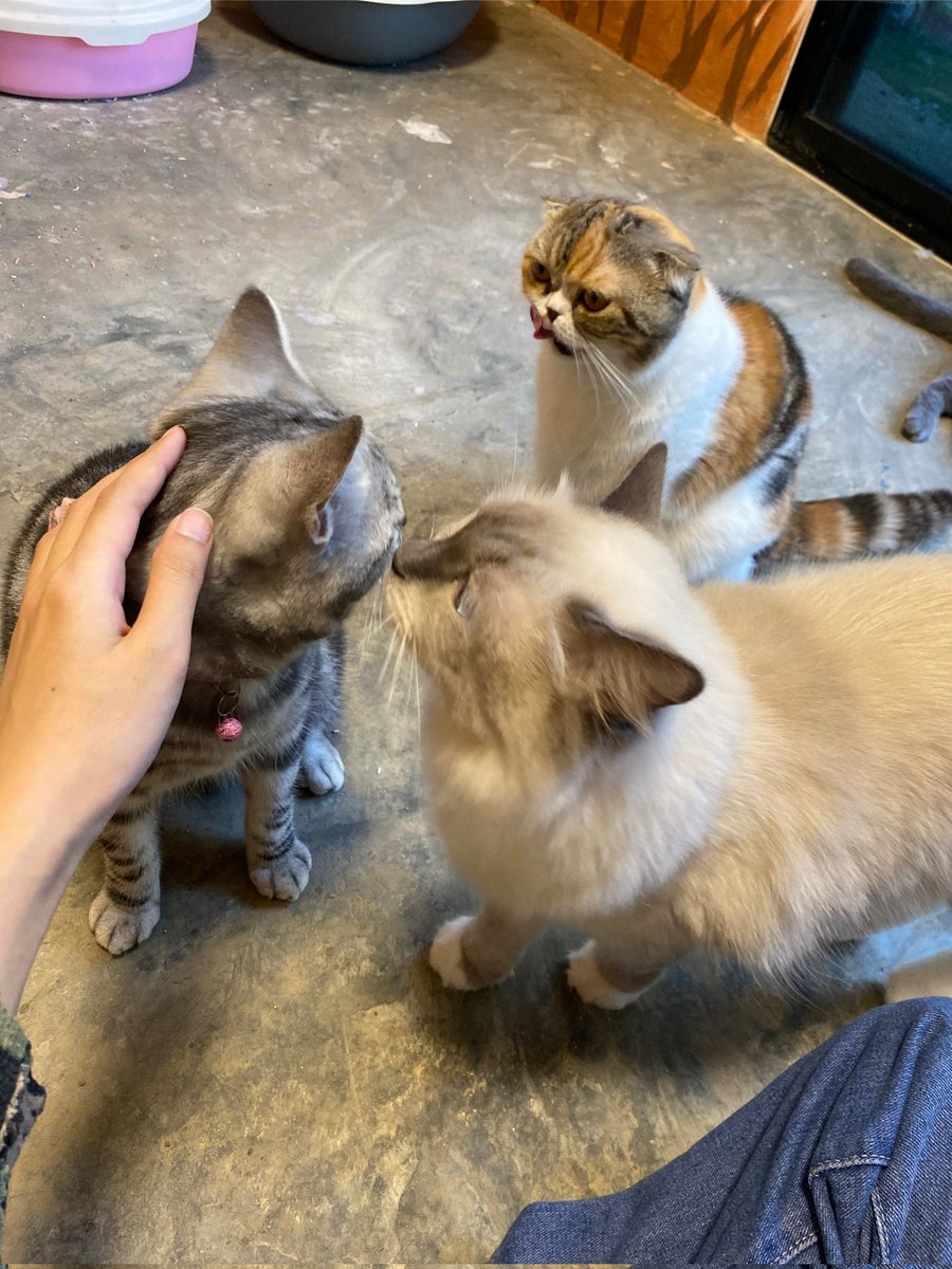 princess48thfc's tweet photo. {👑🐱} プリンセス

😻
cover live : #FortuneCGM48
w/ #HeroCGM48 #KanameCGM48 

#องครักษ์พิทักษ์Princess
#PrincessCGM48 #TeamPrincess
#CGM48 #CatIdolbyCGM48 https://t.co/lzJM8v7t4b