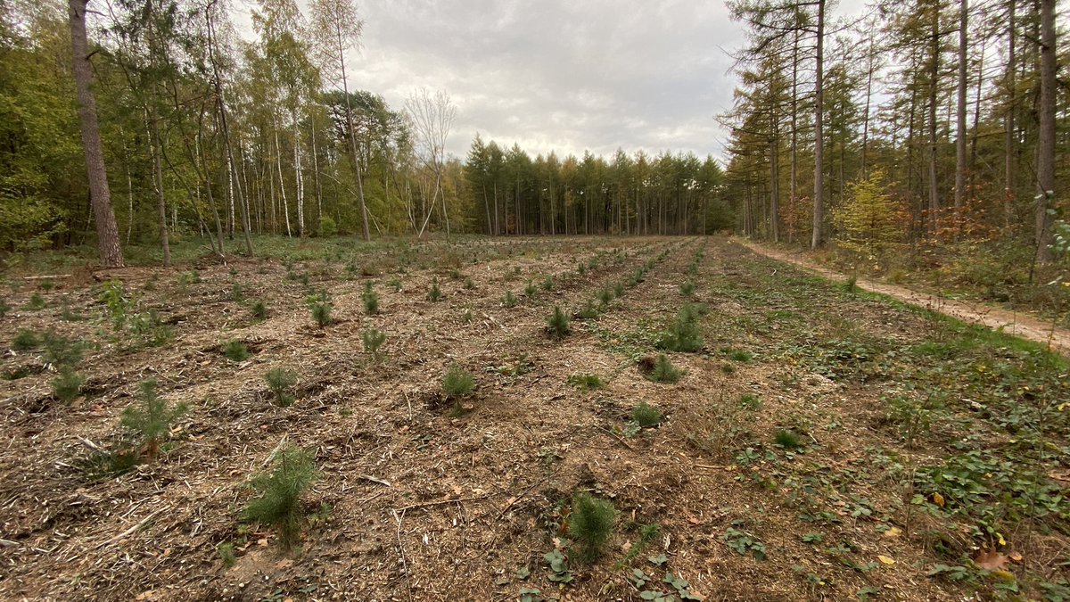 mveldhuis76's tweet photo. Gemiste kans? Een gekapt naaldbos van @Gem_Renkum wordt herplant met #Groveden. 1 soort, in rijtjes, terwijl hier toch een kans lag om een robuuster, natuurlijker #bossysteem te realiseren? Met variatie in soorten, structuur, dus meer #biodiversiteit. Zonde vind ik. En jij? #bos https://t.co/DWqFONZLiE
