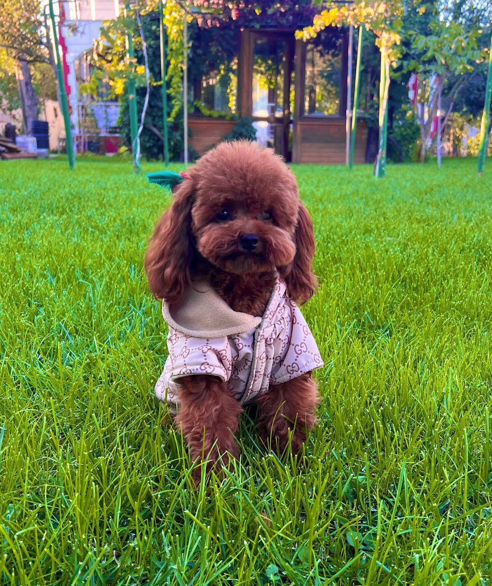 ilkseocu's tweet photo. Yeni sahibini bekliyor! 

Köpekkarekter Uzmanı Mert Korur
İletişim: 05308777637

Etiketler
#toypoodle
#Tinypoodle
#Minyatürpoodle
#poodlesahiplenme
#Poodletürkiye
#poodleistanbul
#çinpoodle
#korepoodle
#tinypoodle
#minayatürpoodle
#mikropoodle
#kaniş
#teacuppoodle
#toypoodle https://t.co/SktH5Lslrn
