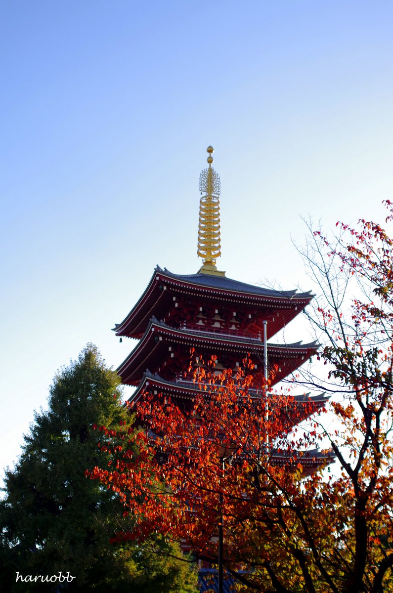 浅草寺の五重塔を紅葉と共に表現したかった それで出来上がった写真がこれです。 35㎜の単焦点しかもっていないために、 考えに考え抜いて撮影した作品。 手前にゴチャゴチャして撮りづらいですが、 これもこれでいい感じに綺麗な色にごちゃついた。