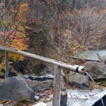 ツイートに含まれる画像