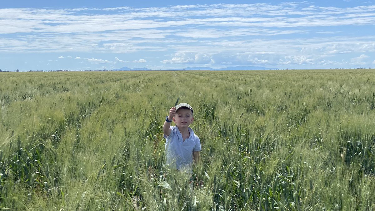 jimbohall's tweet photo. Durum looking good in flood protected area and #cotton recovering after rain then wind battering. https://t.co/1H2bzihNOV