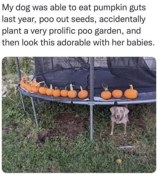 Heckin Good Dogs (@heckingooddogs) on Twitter photo 