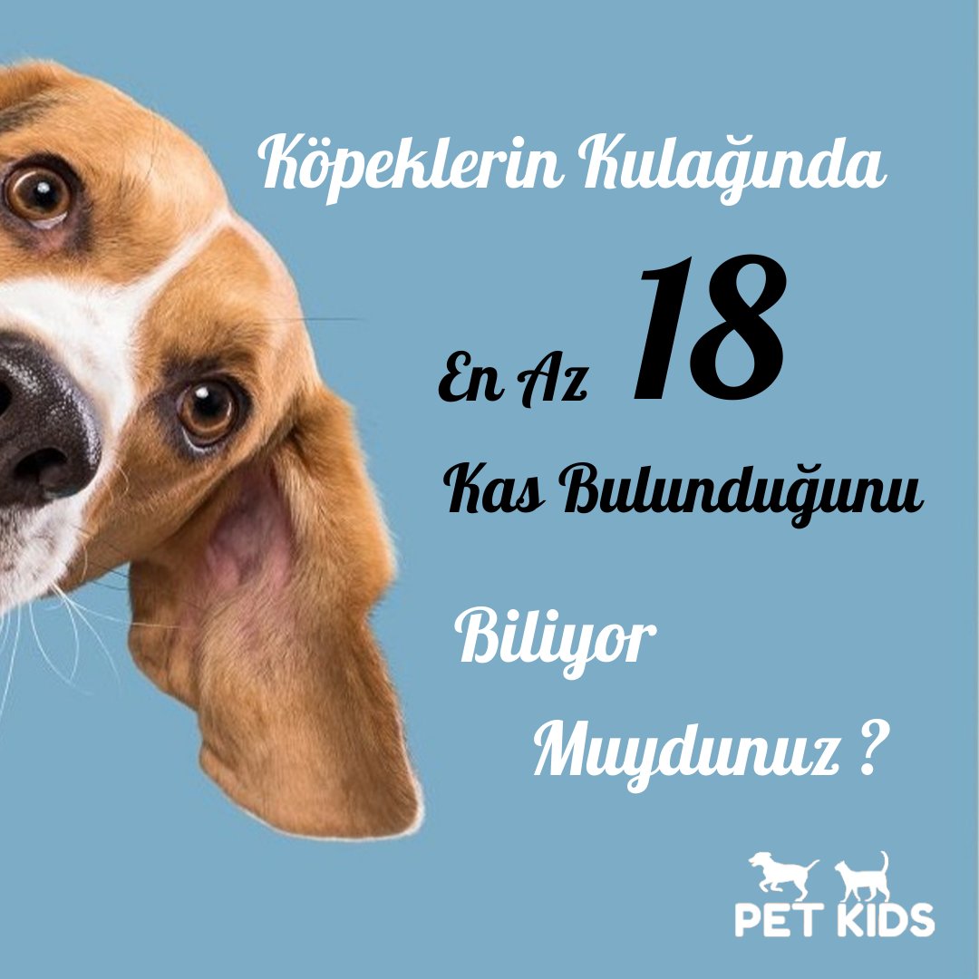 Her Sese Oynayan Kulaklar 🐶

Köpek dostlarımız çok geniş aralıkta duyma aralığına sahiptirler. 💥🎼
Seslere karşı bu kadar hassas olmaları onları mükemmel dinleyicilere dönüştürür.🎧

#köpek #köpekürünleri #köpeklerhakkındaherşey #köpekseverler #köpeksevgisi #evcilhayvanlar