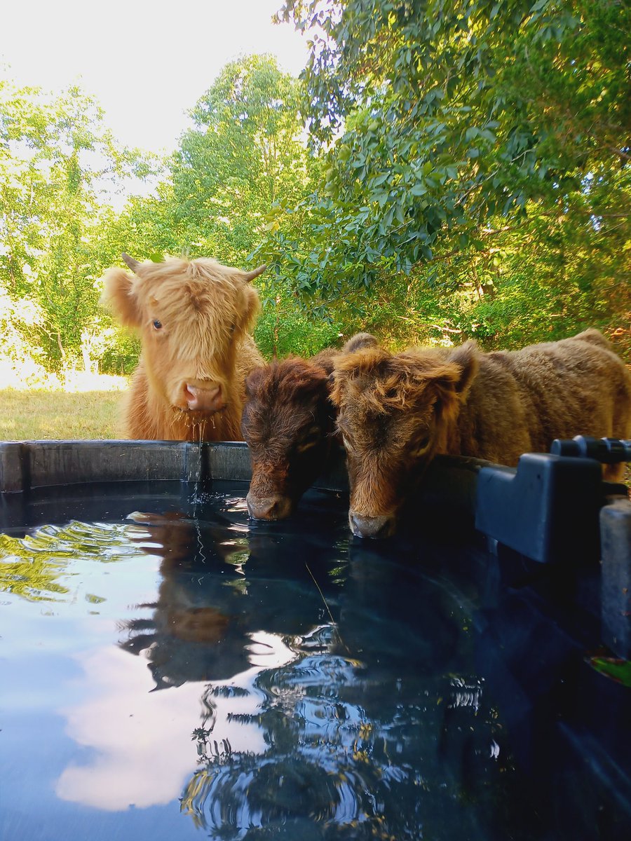 RealTreyEdwards's tweet photo. In case you're having a bad day, here's a random photo of some of my fluffy cows for you ♥️🐄 https://t.co/Iy0FdvmKLJ