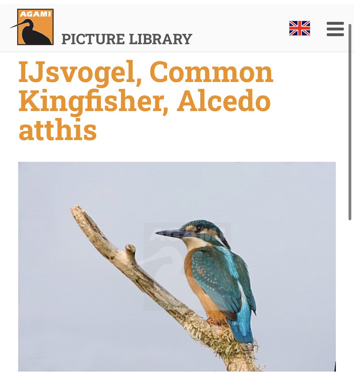 +1 for the #LocalBigYear in/around #katwijk 🇳🇱

New bird
201. Common Kingfisher

Heard it while looking for migrants in a local forest patch. 

#lowcarbonbirding #vogelbescherming #birdsseenin2022 #groenejaarlijst 

Images from @AgamiPhoto archives: agami.nl/search.pp?mult…+