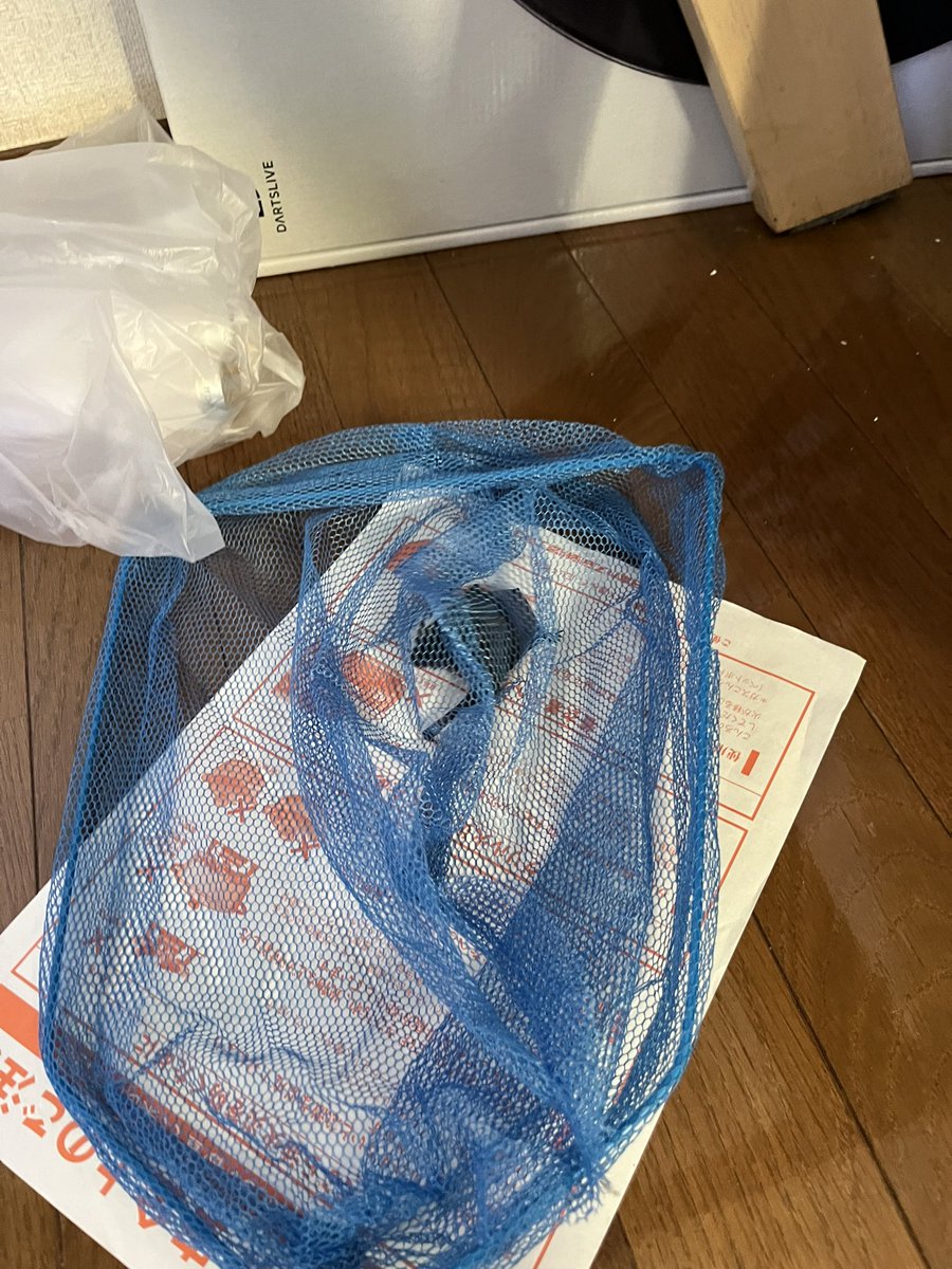 100均でアミ買ってきて捕獲。